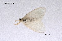 藏品(雪毒蛾)的圖片